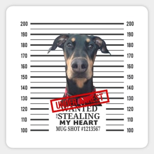 Doberman Mugshot Steeling my Heart Under Arrest Sticker